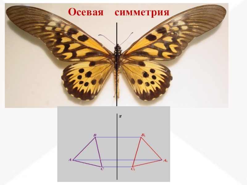 Осевая симметрия картинки животных