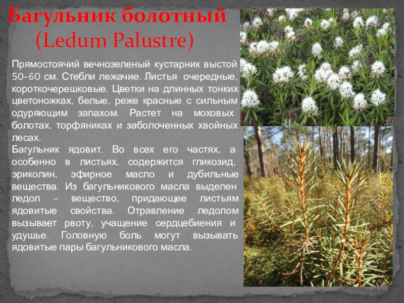Багульник жизненная форма тип соцветия. Багульник болотный Сибирский. Багульник Тундровый. Багульник ядовитое растение. Багульник болотный (Ledum palustre).