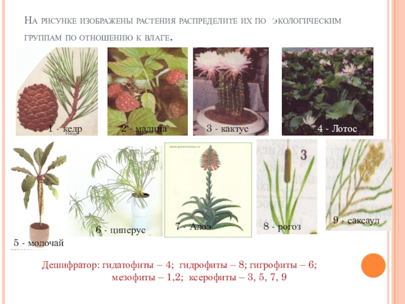 Растения изображенные на рисунке. Гигрофиты и ксерофиты. Молочай гигрофит или ксерофит. Гидрофиты гигрофиты мезофиты и ксерофиты.