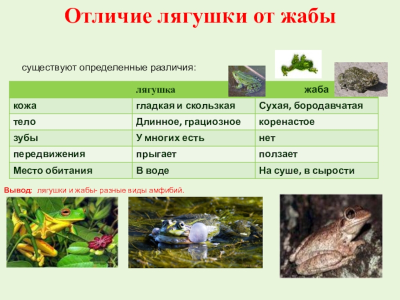 Фото жабы и лягушки отличия