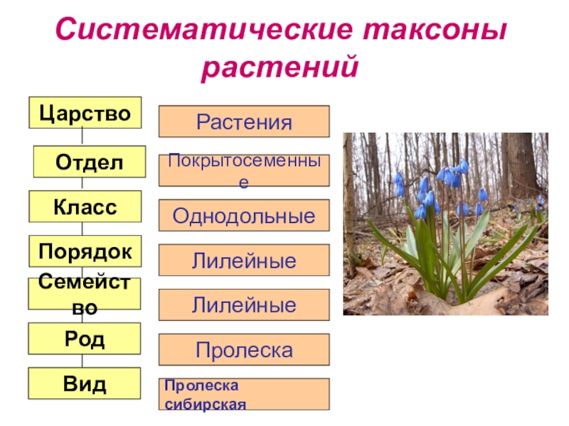 Систематическая категория растений начиная с наименьшей