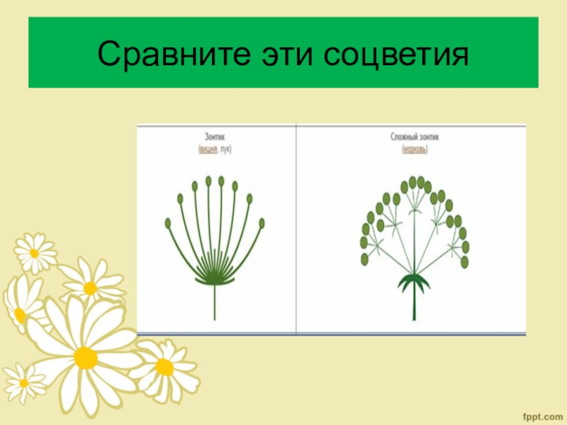 Одиночный цветок или имеет соцветие. Одуванчик Тип соцветия. Соцветие зонтик схема. Ромашка Тип соцветия. Ромашка вид соцветия.