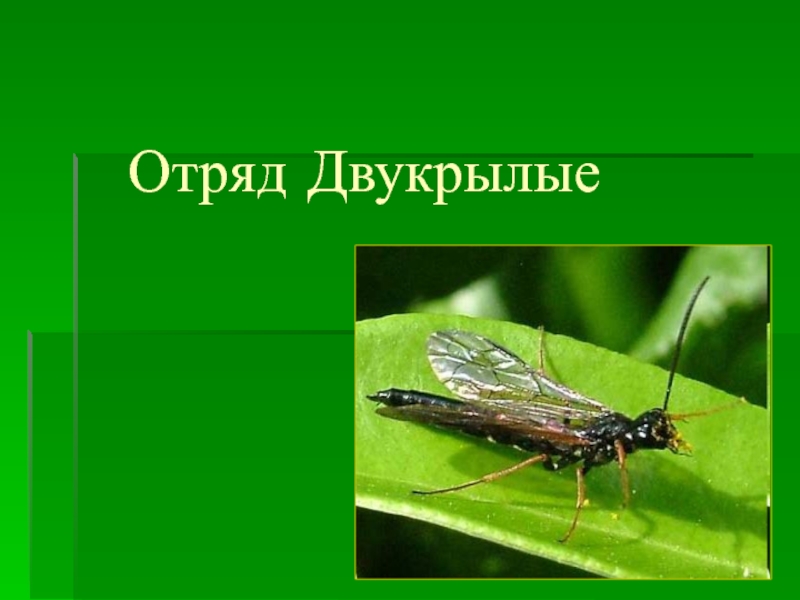 Отряд двукрылые виды