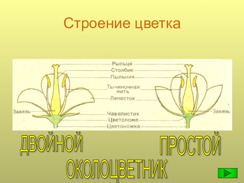 Опыление двойное оплодотворение 6 класс презентация