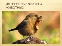 Презентация по биологии на тему Интересные факты о животных