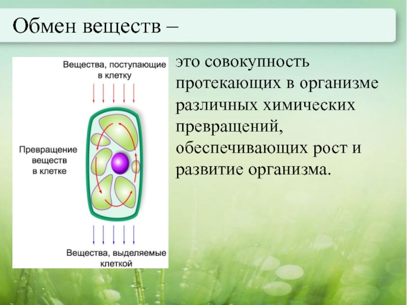 Совокупность протекающих. Обмен веществ у растений. Дыхание и обмен веществ у растений. Обменные процессы в растении. Процесс обмена веществ у растений.