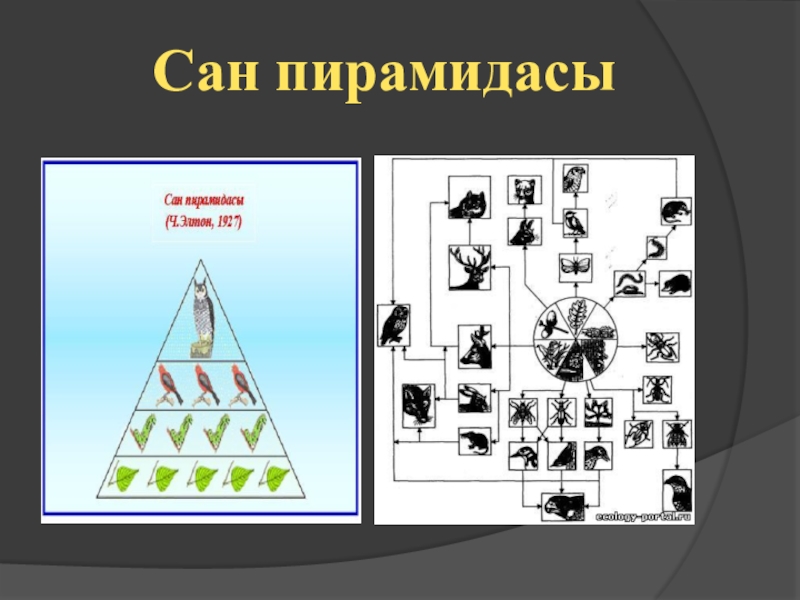 Қаржы пирамидасы презентация