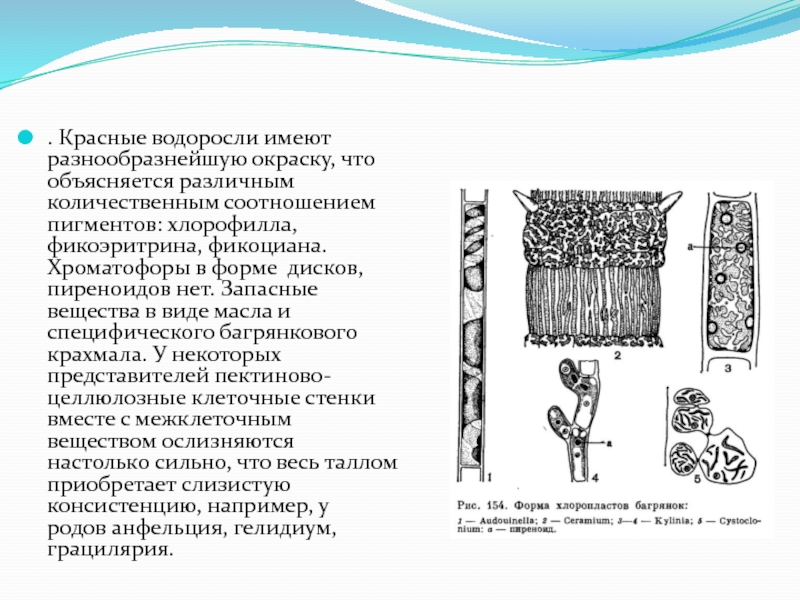 Водоросли имеют ткани. Запасные вещества красных водорослей. Форма хроматофора у красных водорослей. О каких ещё водорослях говорится в параграфе. Имеют ли водоросли в качестве запасного вещества крахмал.