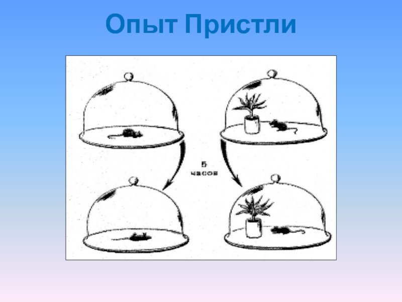 Опыт джозефа пристли фотосинтез. Опыт джозефа пристли. Опыт пристали фотосинтез. Опыт джозефа пристли фотосинтез. Опыт джозефа пристли.