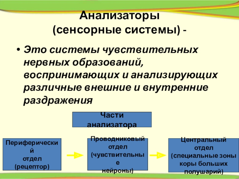 8 анализаторов. Анализаторы сенсорные системы. Части анализатора сенсорной системы. Внутренние сенсорные системы. Анализаторы это системы чувствительных нервных образований.