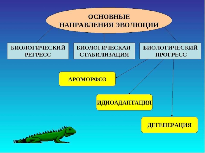 Развития и направления 1. Направления эволюции биологический регресс. Главные направления эволюции ароморфоз идиоадаптация. Главные направления эволюции ароморфоз идиоадаптация дегенерация. Биологический Прогресс ароморфоз идиоадаптация дегенерация.