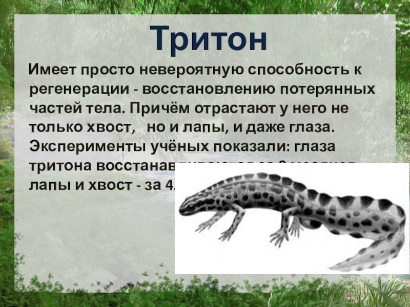 регенерация презентация. регенерация. регенерация примеры. какие животные способны к регенерации. испанский иглистый тритон альбинос.