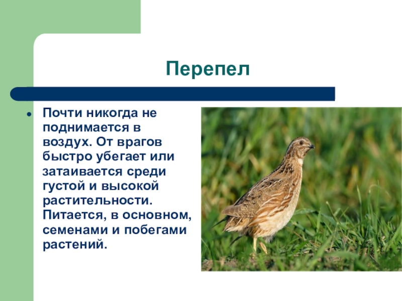 Рассказано луга. Животные Луга перепел. Доклад про перепелку. Интересные факты о перепелах. Краткое сообщение о перепеле.