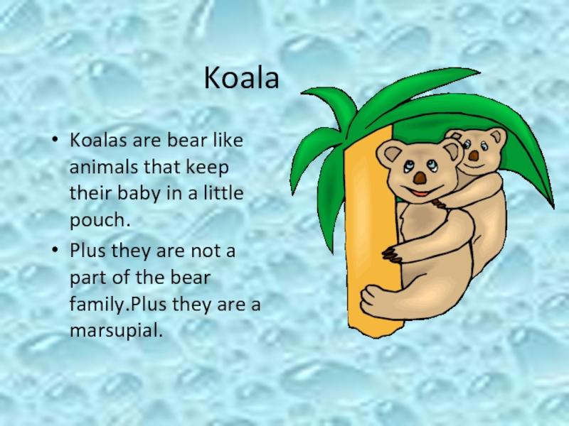KoalaKoalas are bear like animals that keep their baby in a little pouch.Plus they are not a