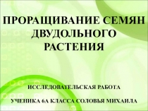 Презентация Проращивание семян бобов