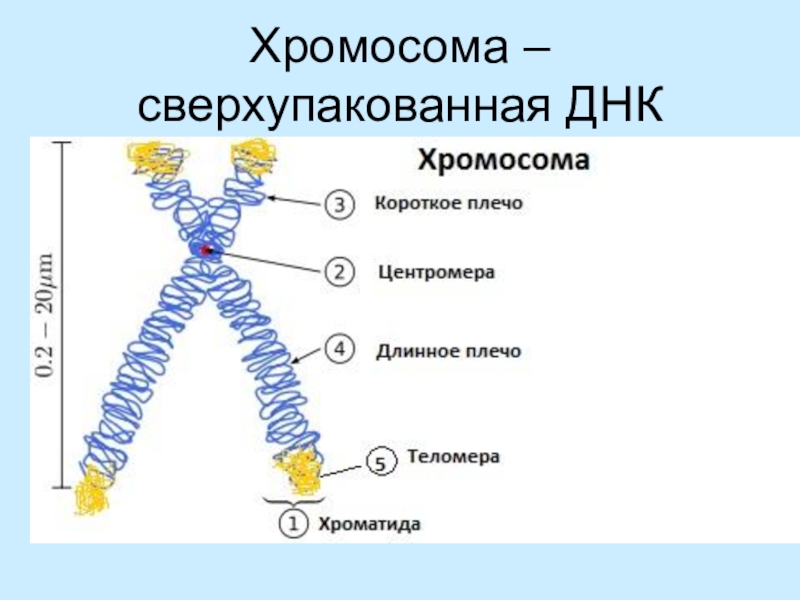 Животная клетка хромосомы. Инверсия 7 хромосомы.