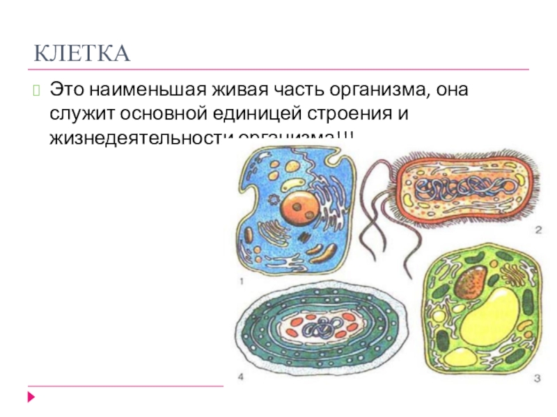 Почему клетки. Клетка это наименьшая Живая часть организма. Кетька. Клетки Ито. Части клетки живого организма.