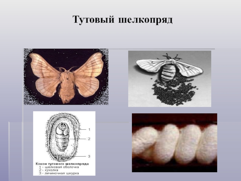 Тутовый шелкопряд презентация