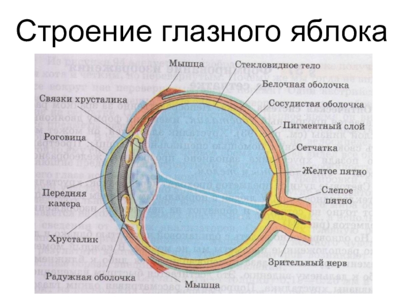 Какой буквой на рисунке обозначена структура глаза на которой формируется изображение