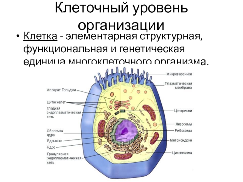 Презентация строение клетки 10 класс биология профильный уровень