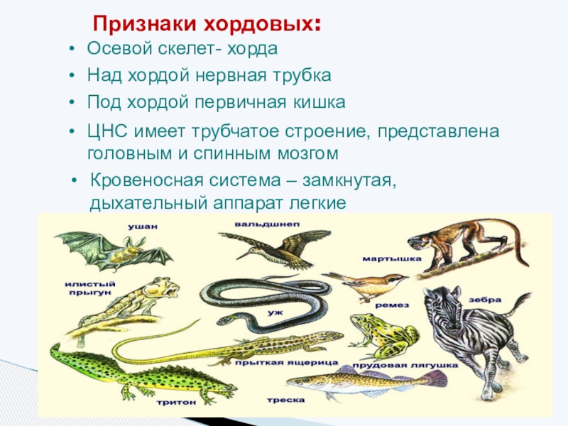 Тип хордовые общая характеристика презентация