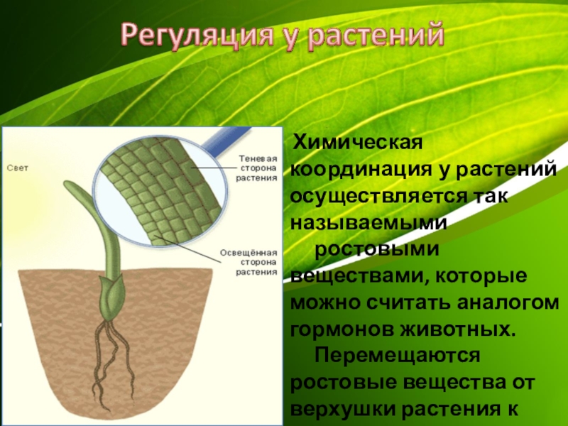 Химическая координация у растений осуществляется так называемыми    ростовыми веществами, которые можно считать аналогом гормонов