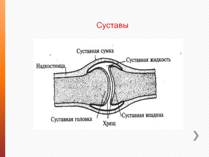 Под цифрой 4 на рисунке обозначен. Рисунок суставная головка суставная. Суставная головка и суставная впадина. Суставная впадина суставная сумка. Суставная жидкость рисунок.