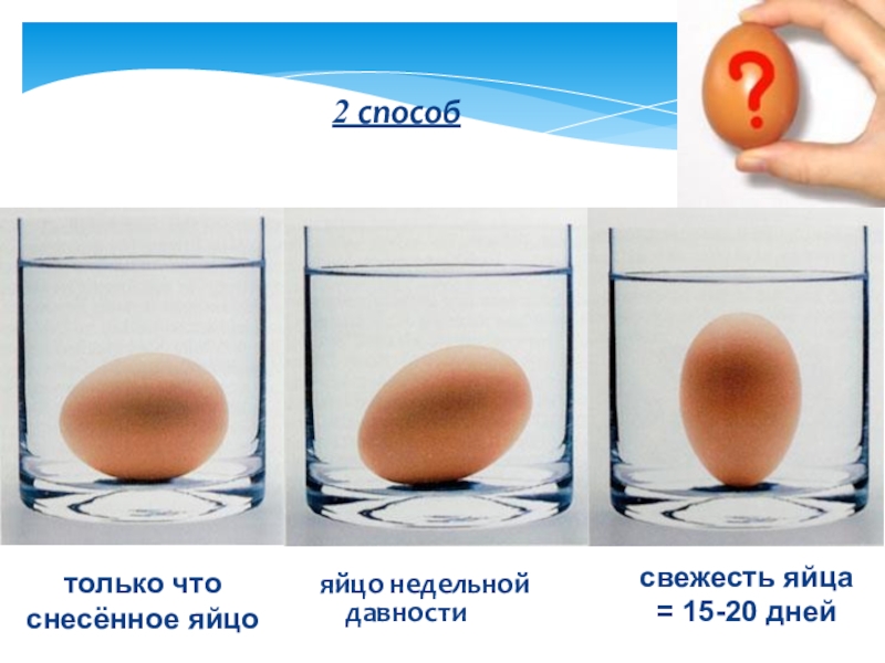 Почему всплывает куриное яйцо. Как узнать свежесть яиц. Свежее яйцо. Как определить свежее яйцо. Как понять свежесть яйца.