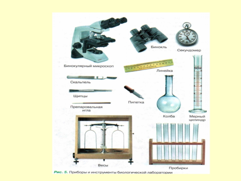 Биология 5 класс приборы. Оборудование и лабораторные приборы по биологии 5 кл. Лабораторные приборы и оборудование по биологии 5 класс. Лабораторное оборудование и инструменты 5 класс биология таблица. Приборы и инструменты биологической лаборатории.