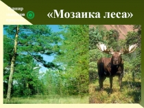 Презентация по внеурочному мероприятию мозаика леса