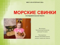 Презентация Исследовательская работаМорские свинки