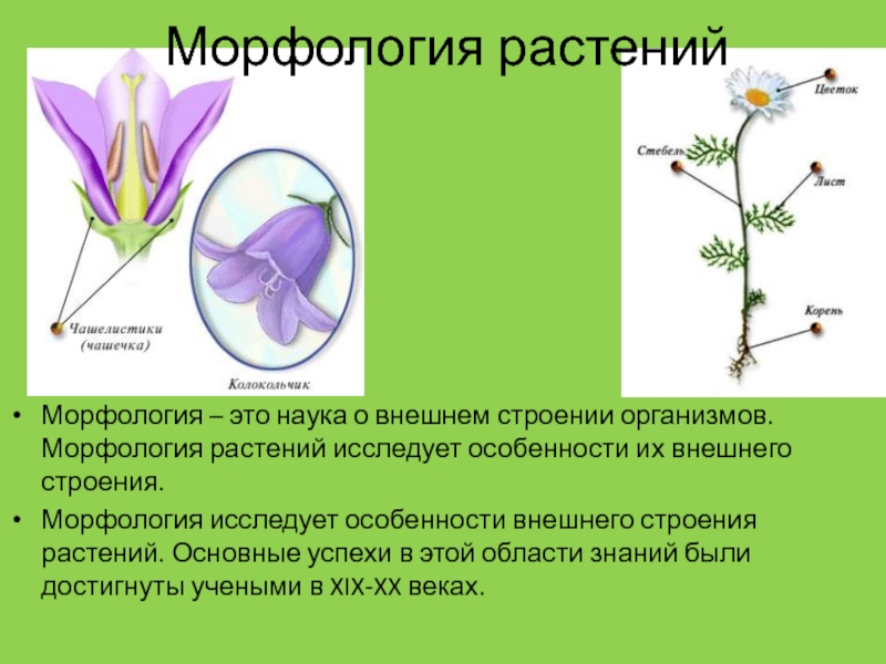 Наука изучающая строение растений называется