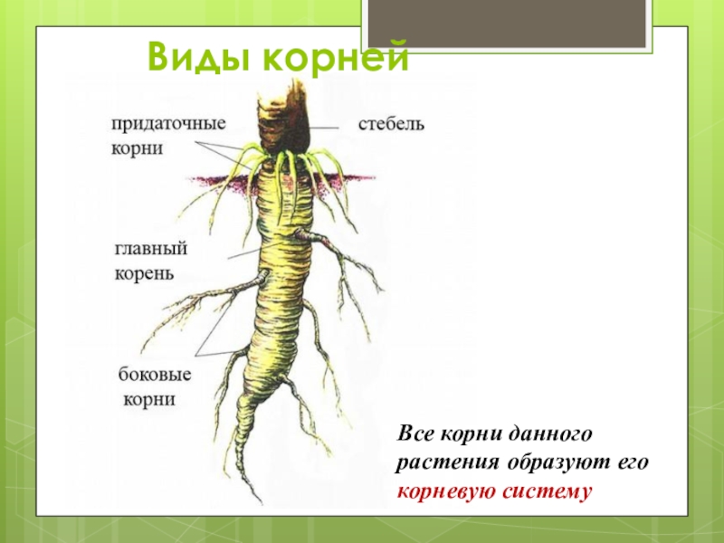 Рисунок корень 6 класс биология