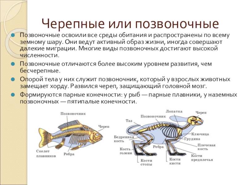 Черепные или позвоночныеПозвоночные освоили все среды обитания и распространены по всему земному шару. Они ведут активный образ