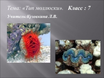 Презентация к уроку по биологии 7 класс тема Моллюски
