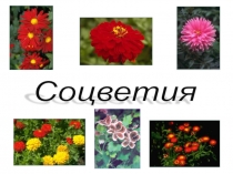 Презентация по биологии Соцветия