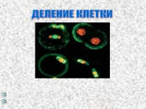 Презентация по биологии на тему Митоз и мейоз