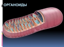 Органоиды клетки