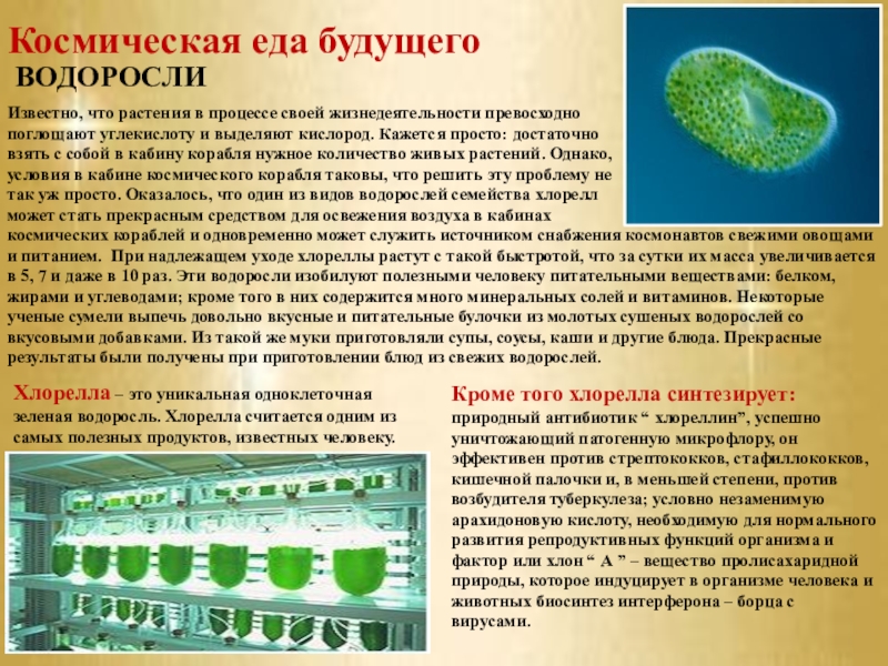 Культивирование одноклеточных водорослей. Хлорелла. Зеленые водоросли хлорелла. Одноклеточная водоросль хлорелла. Водоросль хлорелла в космосе.