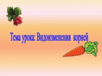 Презентация Видоизменения корней 6 класс