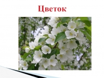 Презентация к уроку по теме Строение цветка