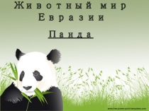 Животный мир Евразии: Панда