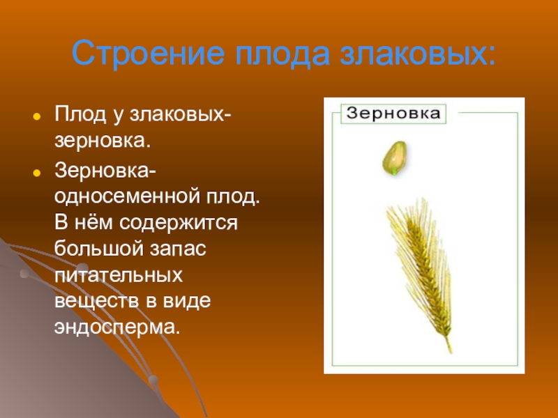 Семейство злаки соцветие плод. Плод злаков Зерновка. Строение семени семейства злаковых. Тип плодов семейства злаковые. Плод Зерновка строение.