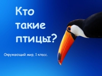 Кто такие птицы? 1 класс