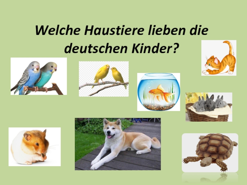 Презентация Презентация по немецкому языку в 5 классе Welche Haustiere lieben die deutschen Kinder?