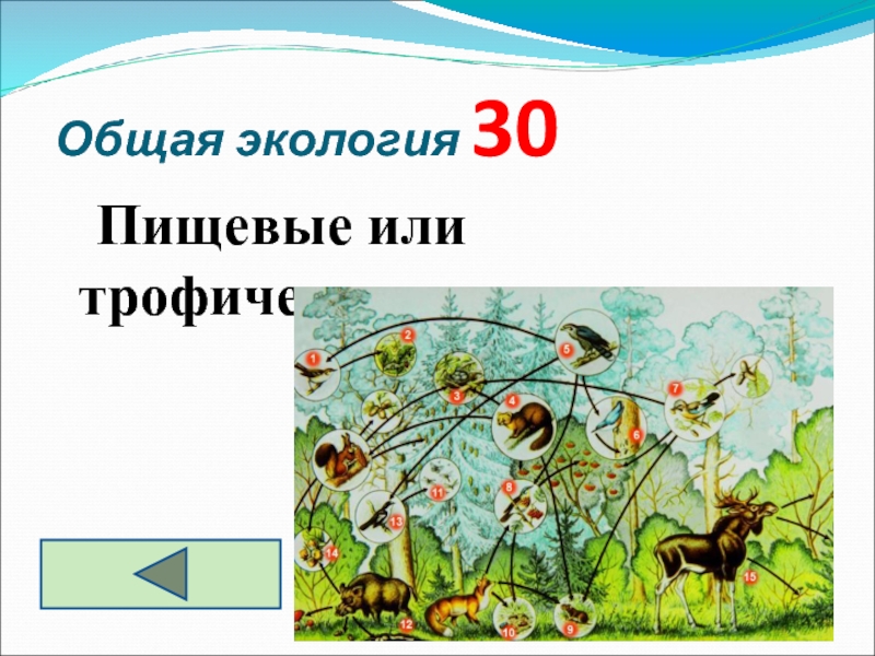 Экологическая игра 5 класс. Пищевая сеть это в экологии. Своя игра экология. Что такое экология 5 класс. Общая экология.