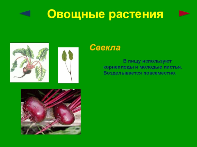 Сообщение о культурном растении 3 класс окружающий мир по плану