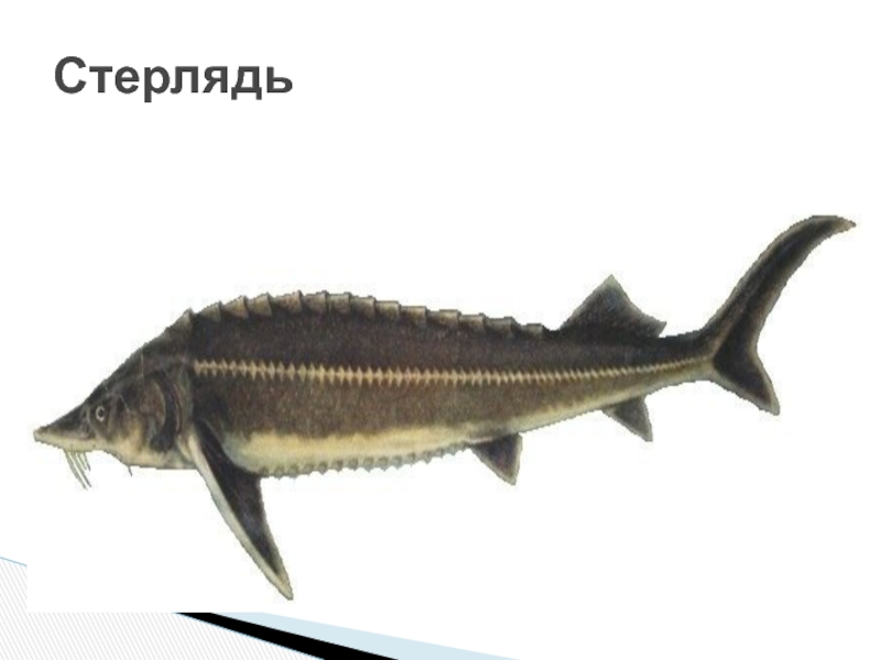 севрюга плавники. осетр в азовском море. белуга осетр стерлядь и бестер. брат стерляди и белуги. белуга huso huso (linnaeus, 1758).