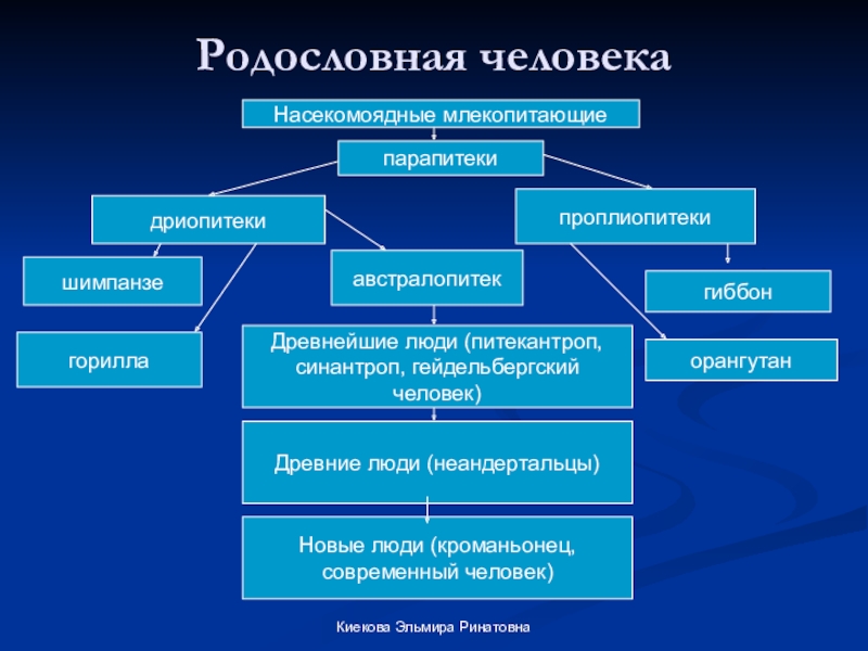 Родословная человека схема