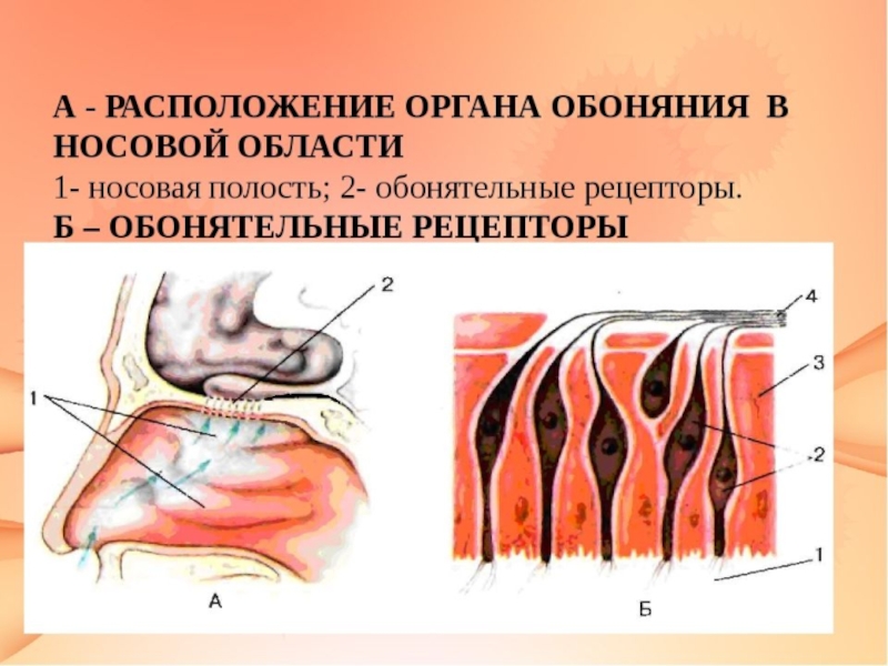 Часть органа обоняния обозначенная на рисунке цифрой 3